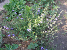 ����� �������������