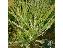 ������������� ������ ������