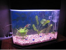 ����� ��� ���