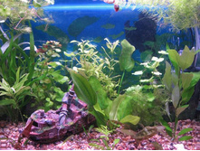 ��� ������