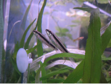 ��� �����