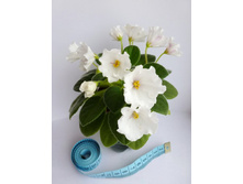 Alan\\\'s White Feather