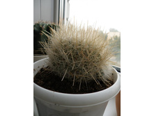 ����������� �������