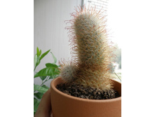 Mammillaria bombycina