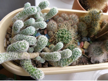 Mammillaria gracilis