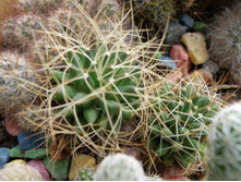 Mammillaria decipiens ssp. camptotricha.