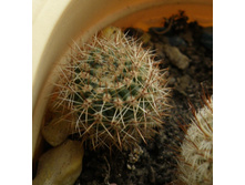 Echinopsis hybr