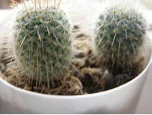Mammillaria sp. (Mammillaria aff. crucigera)