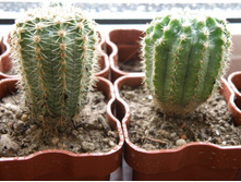 Echinopsis eyriesii