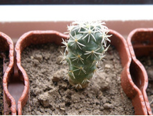 Coryphantha sulcolanata
