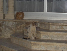 ����������� �����:)