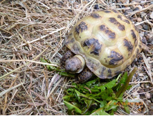 ���, ������ ����������