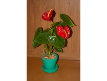 �������� (���)