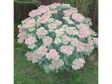 ������ ������.