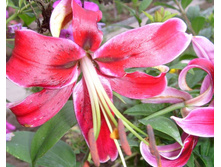 ���� ���