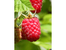 ������ ������� 120���..jpg