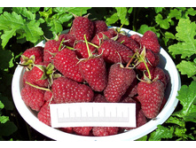 ������ ������ 120���..jpg