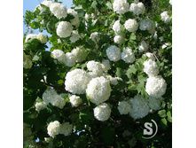 ������ ���������*