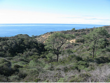 Torrey Pines State Reserve