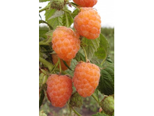 ������ ��������� ���� 120���.jpg