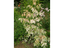 ���� ������������ ��������*