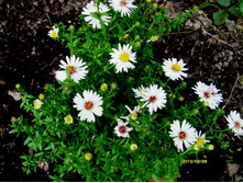 ����� ����.JPG