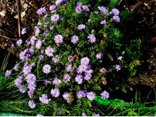 ����� ����� �������.JPG