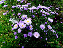 ����� ����������� �������.JPG