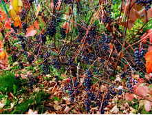 �������� ��������.JPG