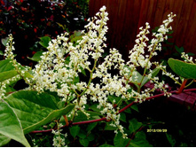 ����� �����������.JPG