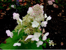 ��������� �����������.JPG