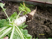 ������ ����.JPG