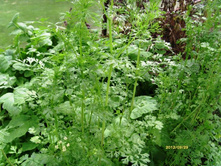 ������ �����.JPG