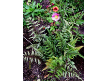 ���������� �����..JPG