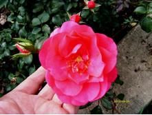 ������ ������.JPG