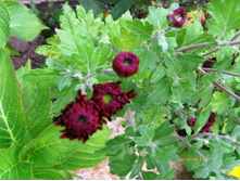 ���������� ��������.JPG