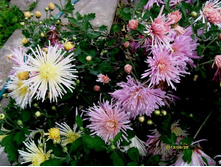 ���������� ����������.JPG