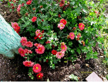 ���������� ���������.JPG