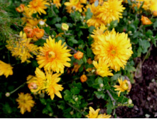 ���������� ��������.JPG