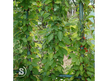 �������� ���������+)