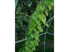 ���� �������� -������������+)