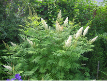 �������� �������������*