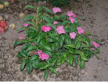 ������ +24�