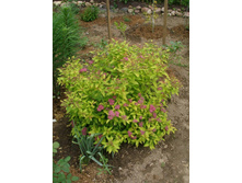 ���� ����� (����)*