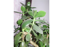 �������� ������.jpg