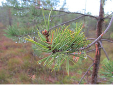 ����� �����