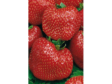 ��������� ������ 45���..JPG