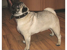 ���-������ ������������� ������