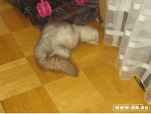 ������ ����� �� ������