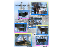 � ��������